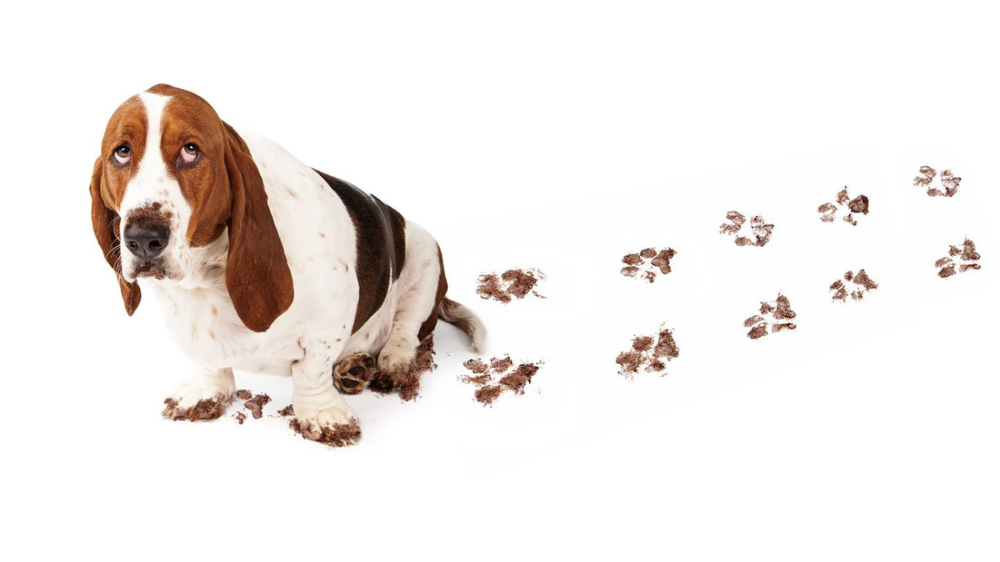 Muddy Paws & Dirty Boots: Save Your Home This Winter