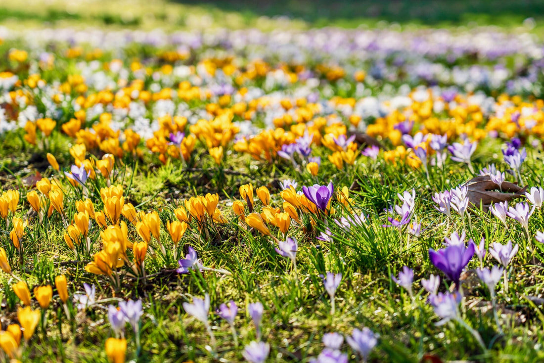 Non-Toxic Spring Cleaning: Why Your Family (and Pets) Will Thank You